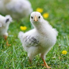 The Chicken And Cheese Song