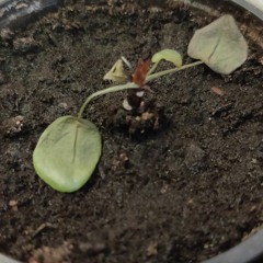 RIP JEANNINE Ft Thinkerview