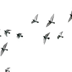 Blade Bird x  Ils me rient tous au nez {mash up}