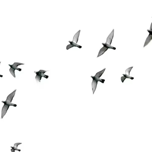 Blade Bird x  Ils me rient tous au nez {mash up}