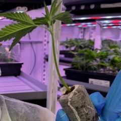 rosov - lazerrosov700 (стрелял в трампа)