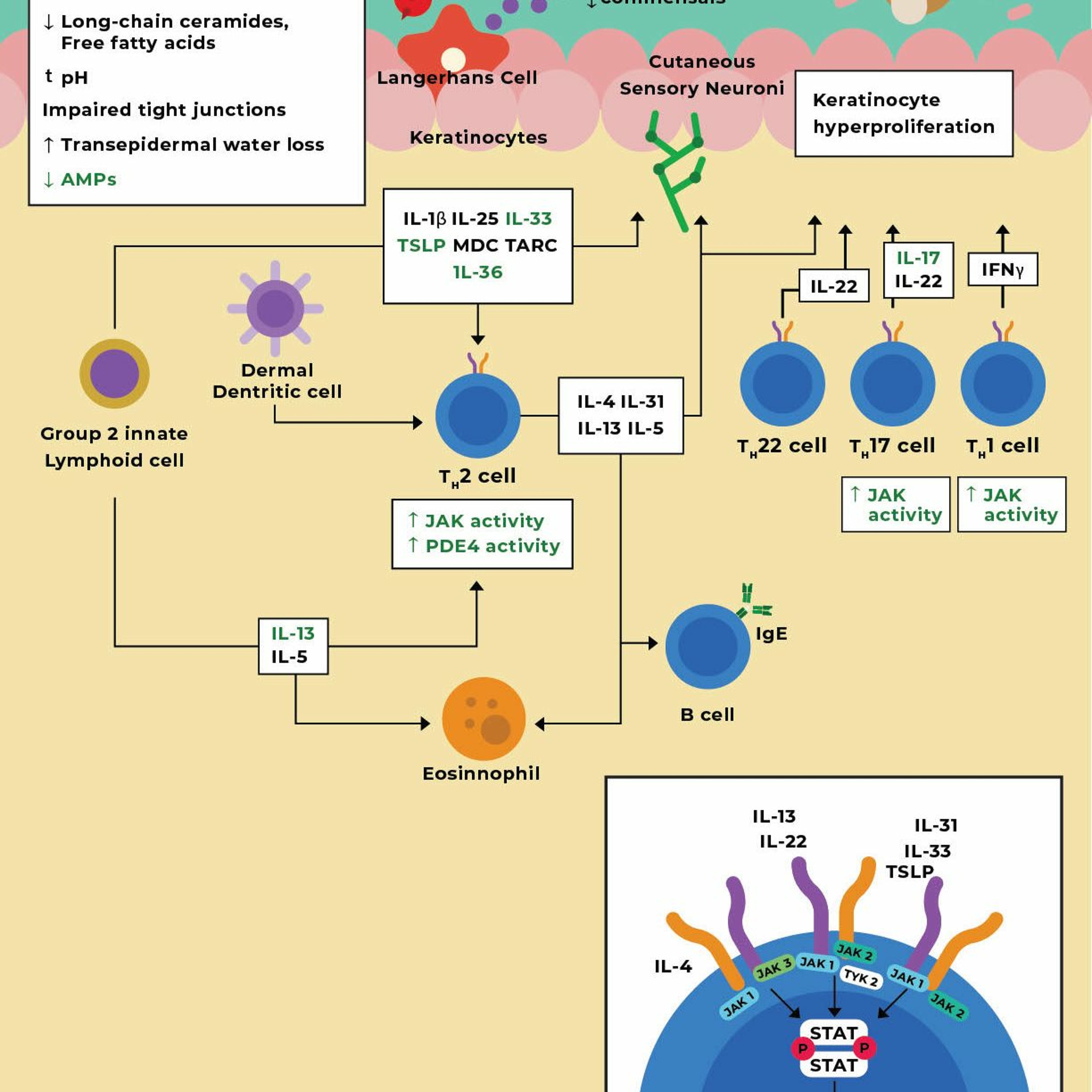 Allergy and Immunology topics and public education