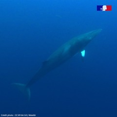 Enregistrement de petit rorqual – CETIROISE