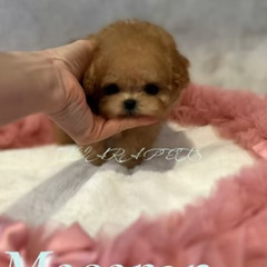 Micro Teacup Poodle Puppies for Sale Arizona | Healthy & Tiny TIARA PETS