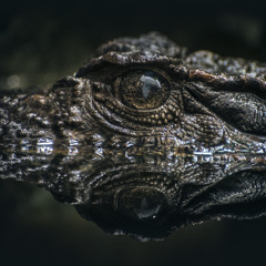 Gator (Re-Upload) [2015]