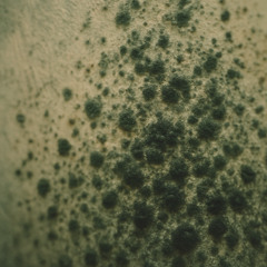 mold