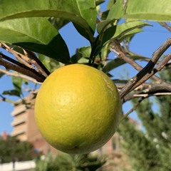 MβDKey - Plant Some Trees🌳[Hey-Hop]Prod：@rtistaDesconhecido]FullEP @mentesmaiscrazyestv.