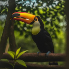Tropical Jungle
