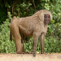 BABOONBAP (PROD. ZACH RABBIT)