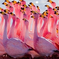 Wild Flamingos ~ Live Set
