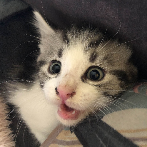 SKYFZ_OLD_COLOUR_HOUSE_ID_2024-10-12 16-19-12_Chapter_20