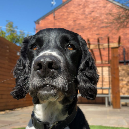 Alfred