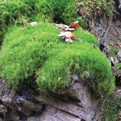 [MOSS] "IM NOT FALLING FOR THAT TRICK!" - Sparta Dream Factory Remix Intrumental