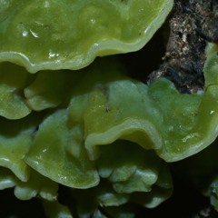 my_celium goes party