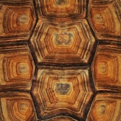 Turtle Meditation