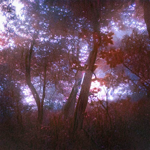lost in the woods