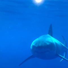 fat motion - disarmed