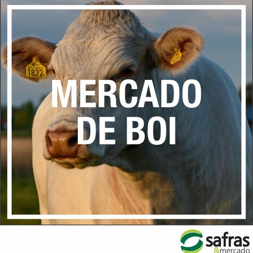 Preços do boi podem cair ainda mais no Brasil. Saiba mais