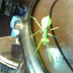 Neverland -Magic Feather (Remastered version)