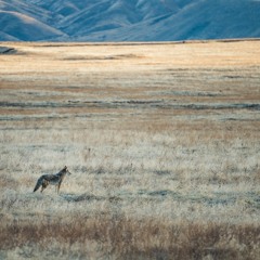 Coyote - Hédek prod. Ozulé (MHH Teams Vol. 8)