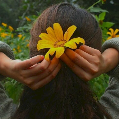 Hoa Dã Quỳ Trong Đêm