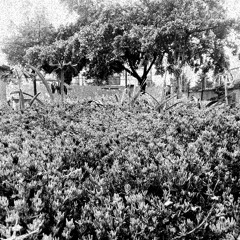 ¿Mis palabras te las llevas tú o el viento? (instrumental)