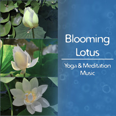 Blooming Lotus: Yoga & Meditation