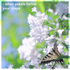 when petals follow your steps