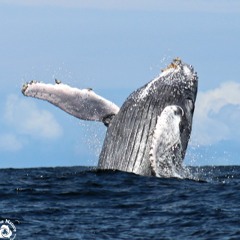 Humpback Whales - Drake Bay, Costa Rica - 8-8-22