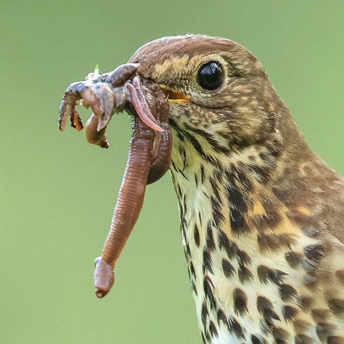 Stream Song Thrush 23.02.20 MixPre - 594 01.WAV by Gavin Vella