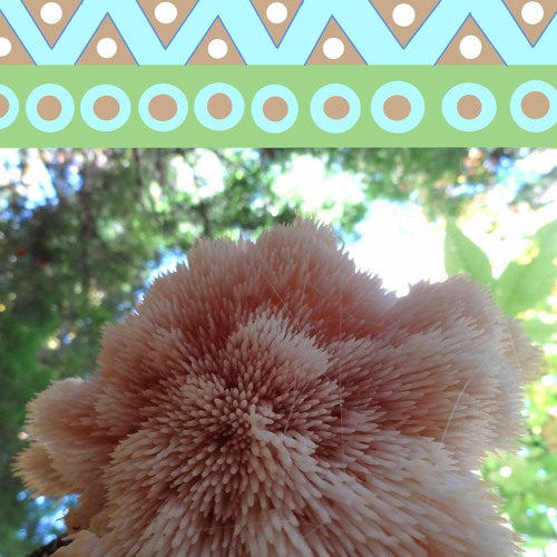 Lion's Mane