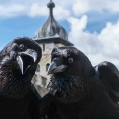 Nosaint - Ravens (R8 + Sopel)