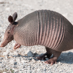 You’re Watching The Armadillos Dig Holes From Your Window, Waiting For The Storm To Pass