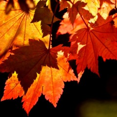 Autumn Leaves (Piano & Cello) cover