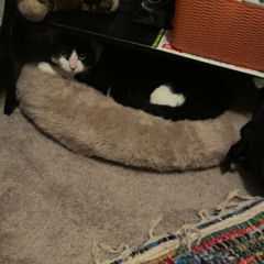 brains dont feel pain (prod. Maclov)