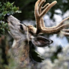 DEERPL@NT (Deergod x K@LE)