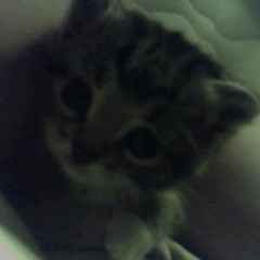 ЕБАШИТ ГОЛОВА