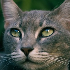 Etude n° 1 - Purrpita (240)