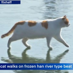 cat walks on frozen han river type beat