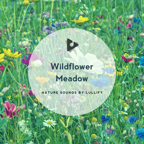 Stream Windy Dayz by Nature Sounds by Lullify | Listen online for free ...