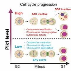Novel GEM Model Unveils PLK1’s Role in Tumorigenesis