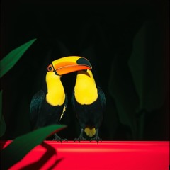 Toucan Dreams
