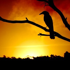 Singing Bird Songs at Sunset | HD Binaural Field Recording