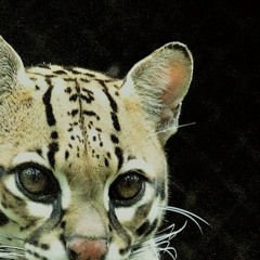 roaring ocelot... run!