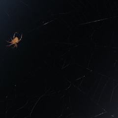 No Hope (prod. shxrkz X joeldemora)