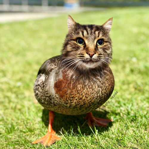 Chris Stussy Ünreleased