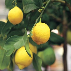 I Dream Of Lemon Trees