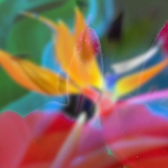 Man 144 Daniel Haaksman "Flora"