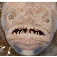 fish2