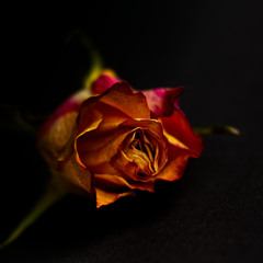 Roses | made on the Rapchat app (prod. by frugiprod)